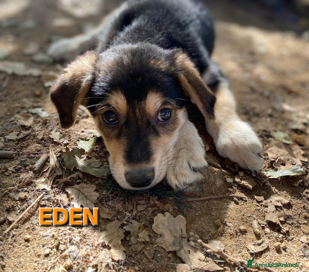 Meticcio cani in regalo: DOLCISSIMI FRATELLINI  - Annuncio 1