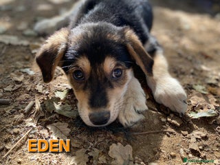 Meticcio cani DOLCISSIMI FRATELLINI - Annuncio 18