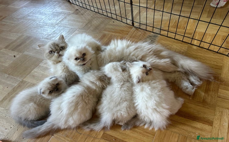 Scottish gatti a Città Metropolitana di Firenze - Annuncio 4