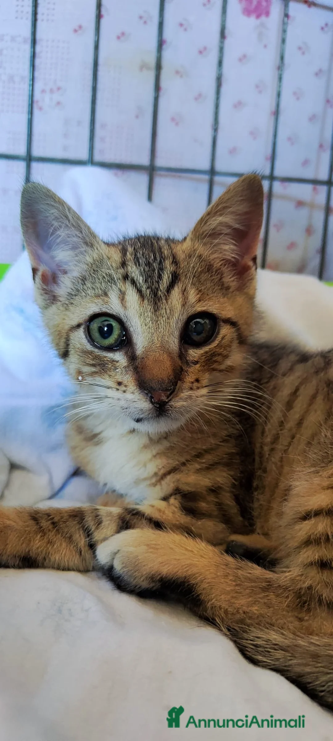 Meticcio gatti in regalo: Artù gattino affettuoso - Annuncio 11