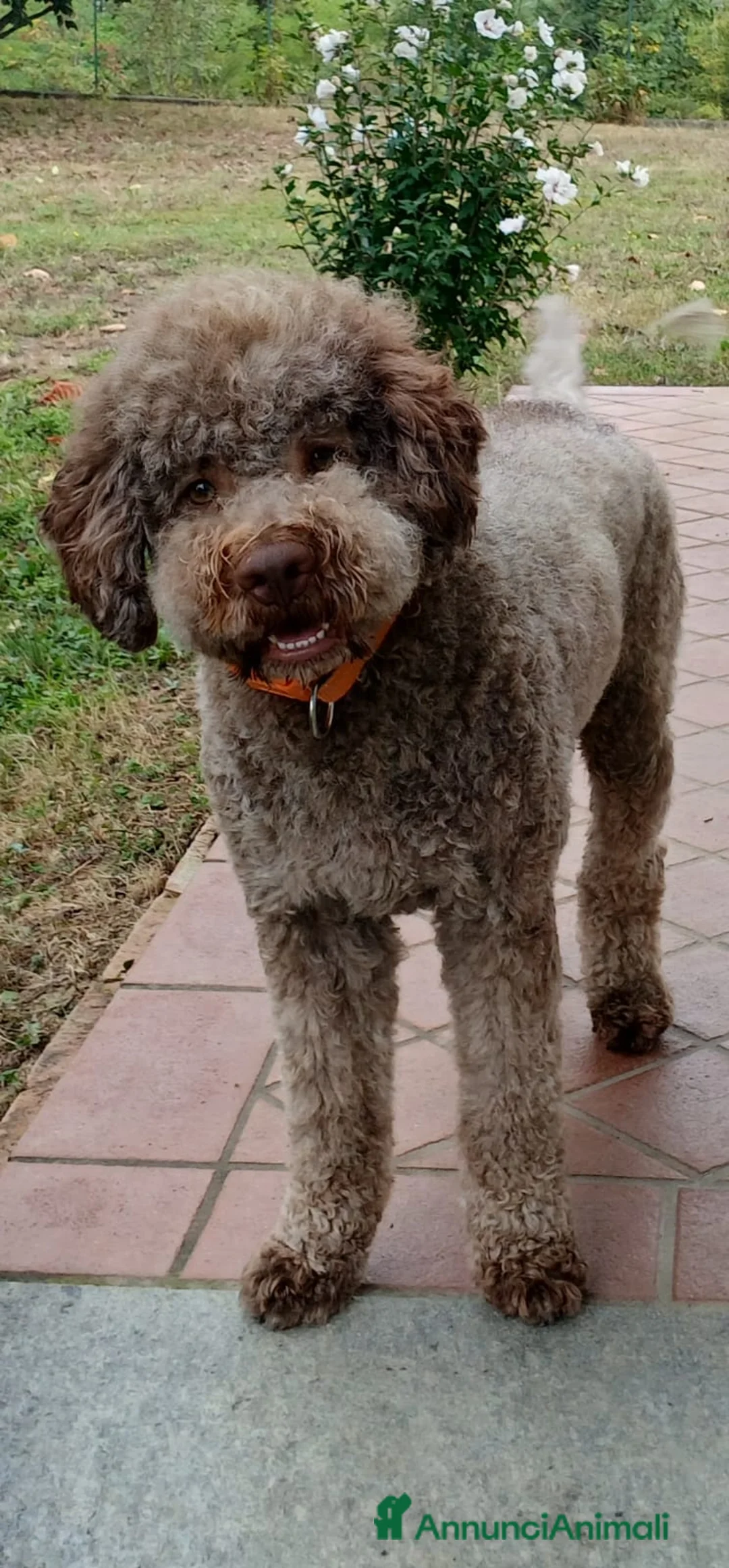 Lagotto cani per accoppiamento: Lagotto disponibile oer accoppiamento  a Città Metropolitana di Torino - Annuncio 2