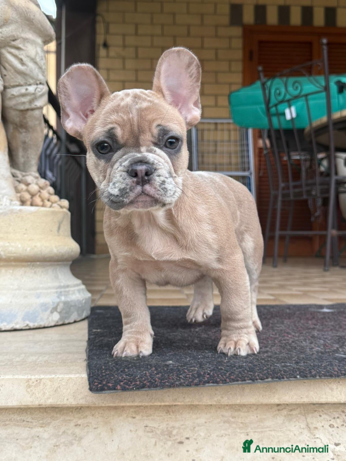 Bulldog Francese cani Cicciolo di bouldogue francese (isabella merle) - Annuncio 16