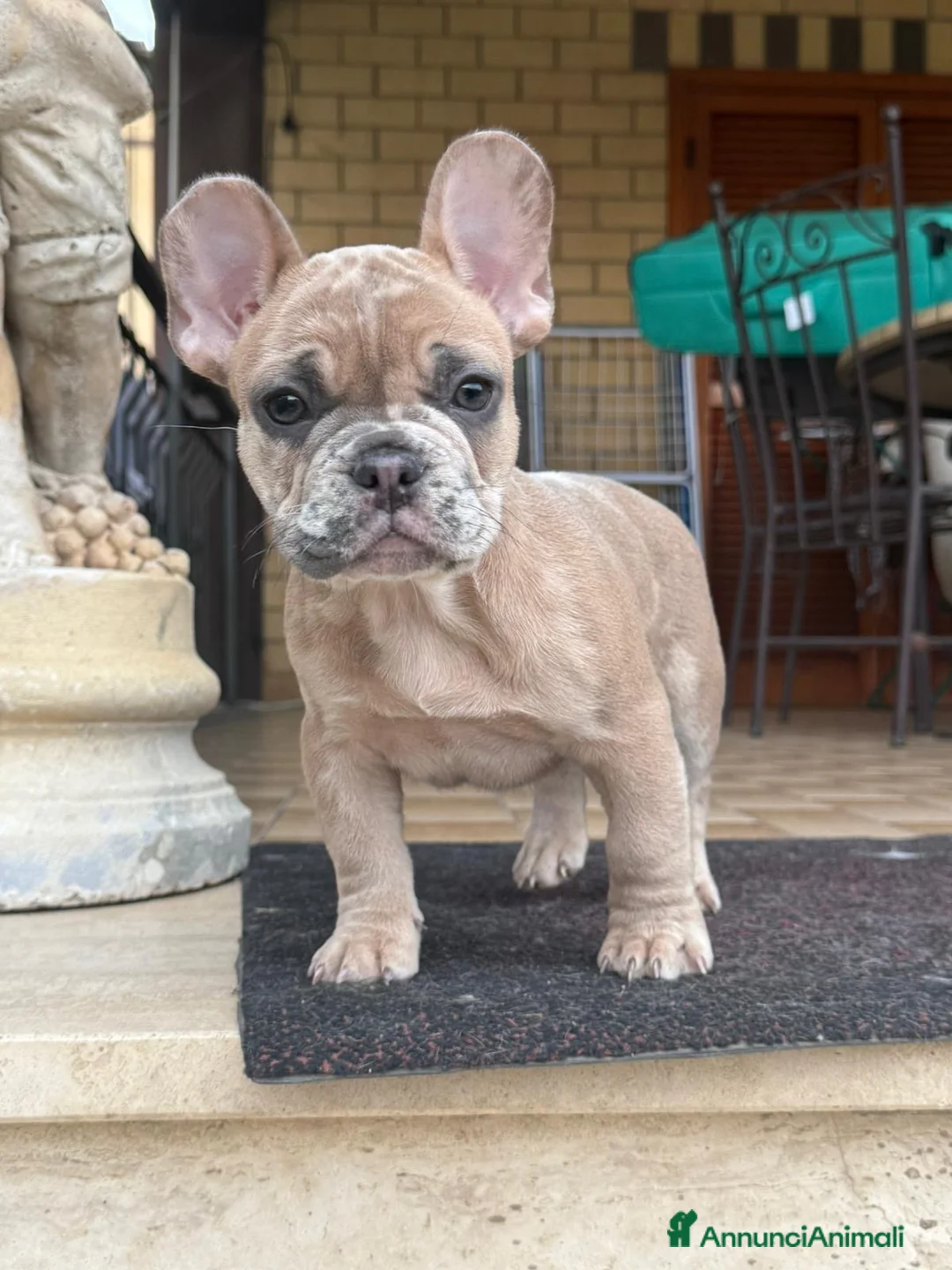 Bulldog Francese cani in vendita: Cicciolo di bouldogue francese (isabella merle) a Città metropolitana di Roma Capitale - Annuncio 1