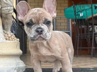 Bulldog Francese cani Cicciolo di bouldogue francese (isabella merle) - Annuncio 16