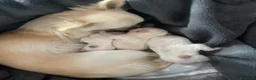 Chihuahua cani in vendita: Chihuahua  - Annuncio 6