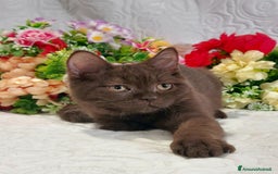 Scottish gatti in vendita: Scottish Straight Chocolat  a Città metropolitana di Roma Capitale - Immagine 2