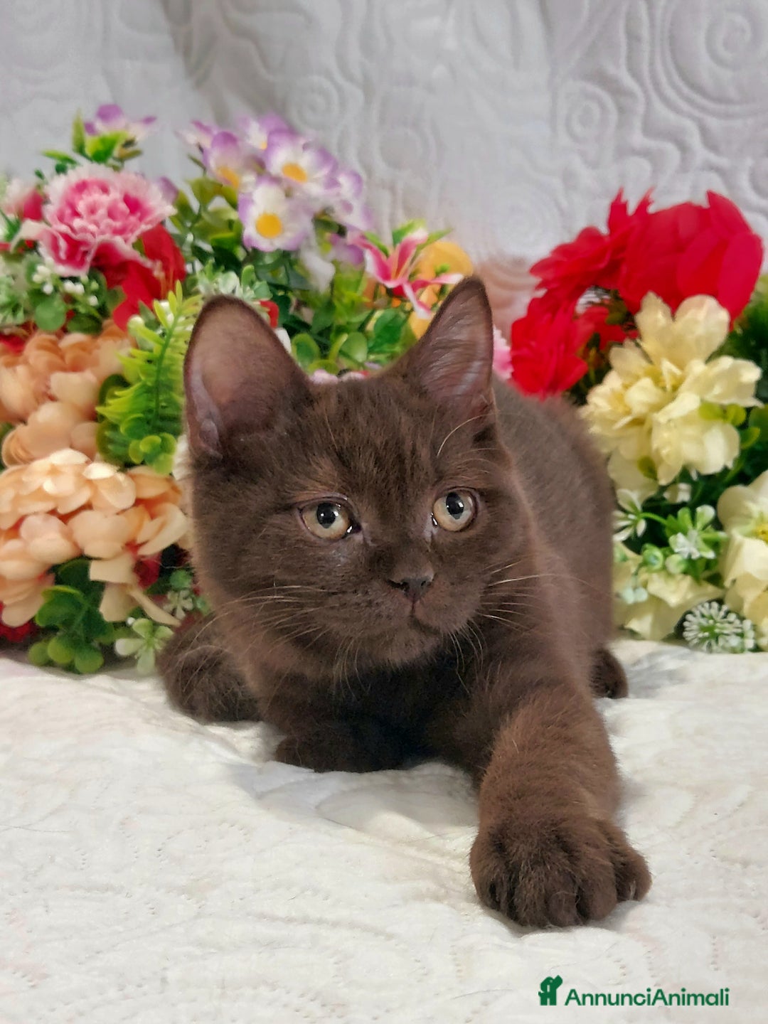 Scottish gatti in vendita: Scottish Straight Chocolat  a Città metropolitana di Roma Capitale - Immagine 2
