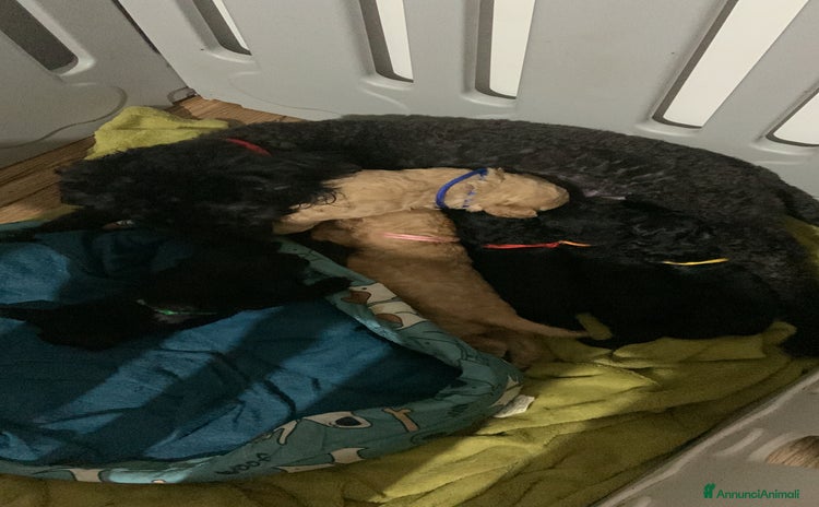 Barboncino cani - Annuncio 1