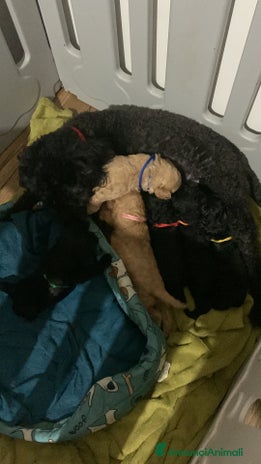 Barboncino cani - Annuncio 1