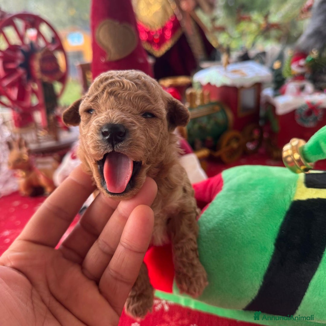 Barboncino Toy cani in vendita: 2 maschietti barboncino toy - Annuncio 6