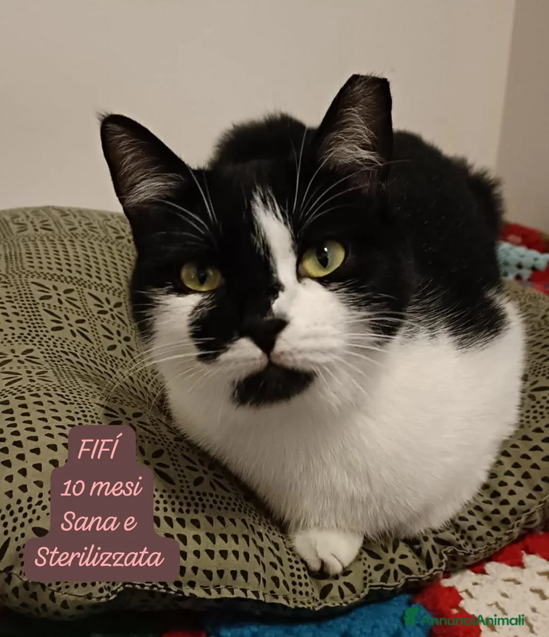 Europeo gatti in regalo: S.o.s. gattini da adottare  - Annuncio 6