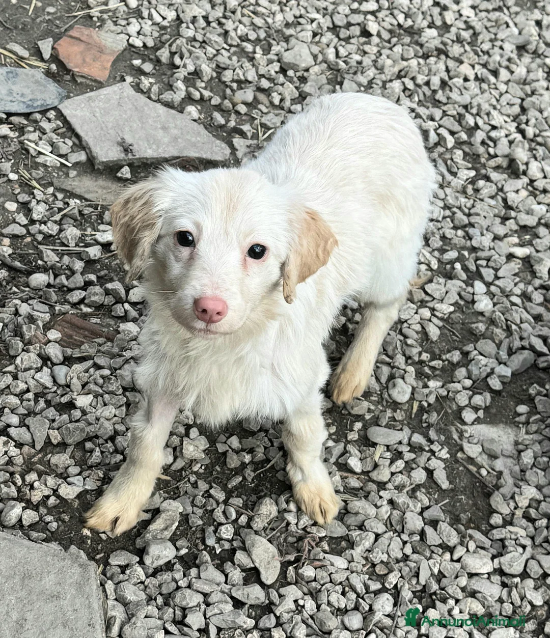 Meticcio cani in regalo: Claretta 6 mesi taglia piccola  - Annuncio 2