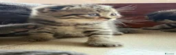 British gatti in vendita: British shorthair  - Annuncio 7
