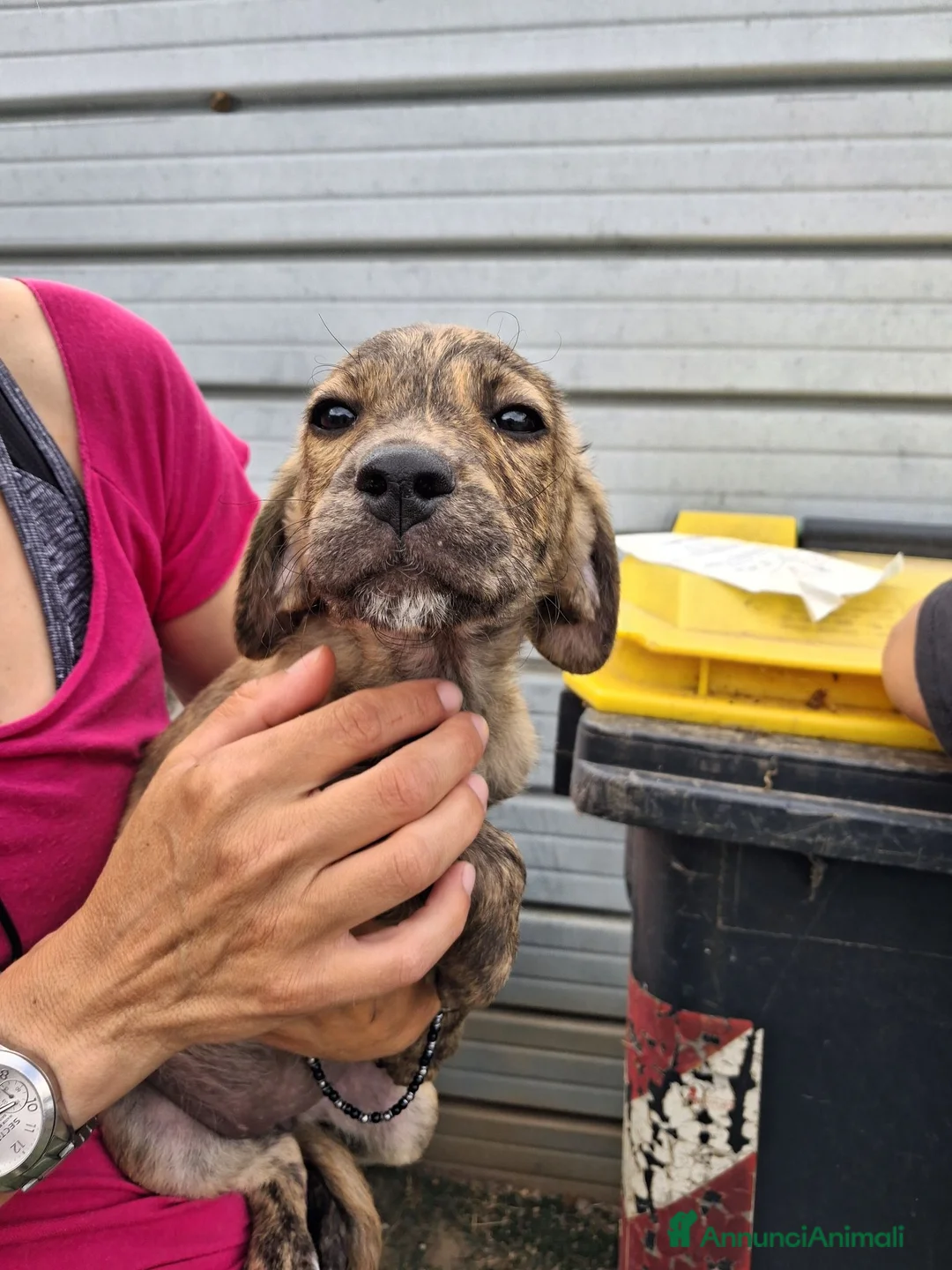 Meticcio cani in regalo: Cucciola 2 mesi a Provincia di Arezzo - Annuncio 6