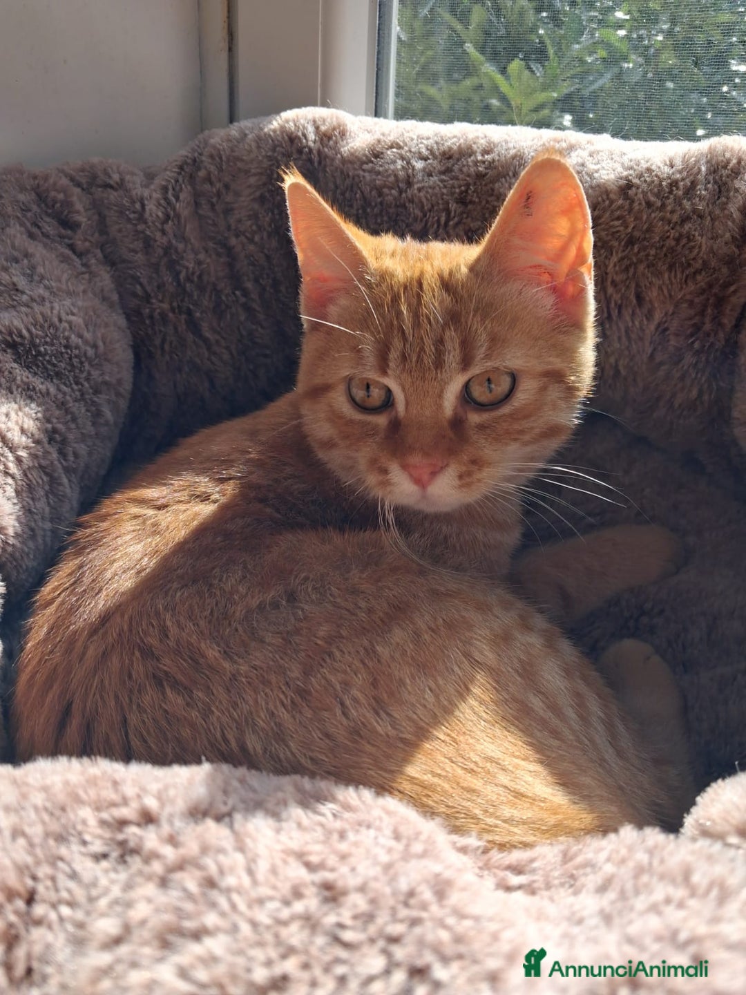 Europeo gatti in regalo: Ma come si può abbandonare tanta dolcezza?🥺💔 - Annuncio 3