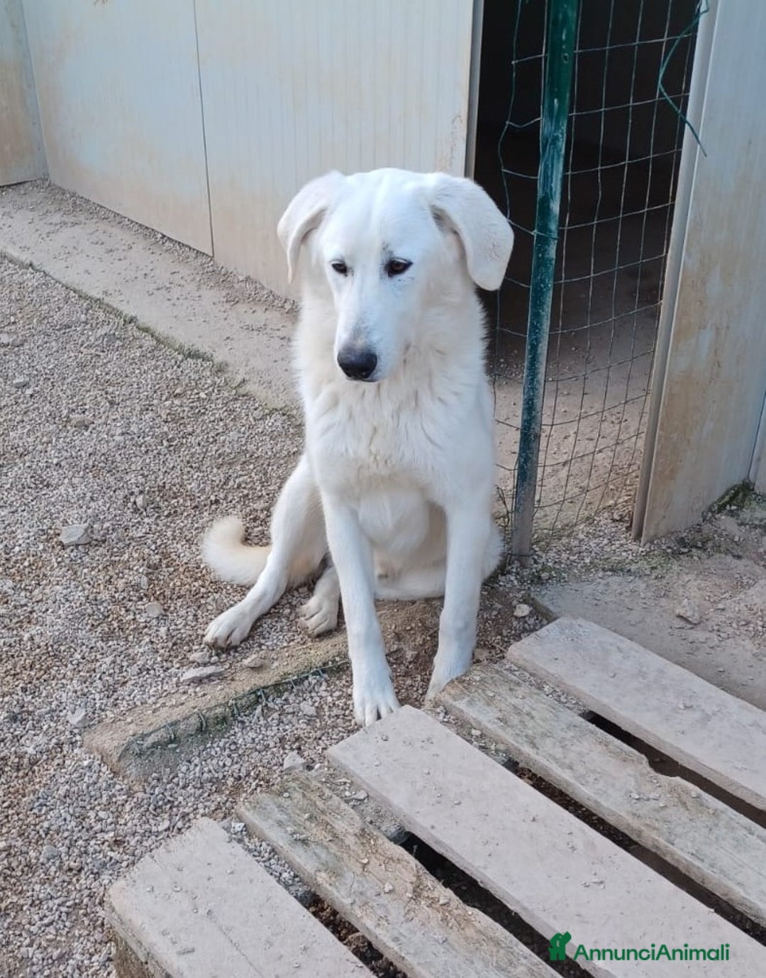 Meticcio cani in regalo: ADOTTA DEMYR a Città metropolitana di Roma Capitale - Annuncio 3