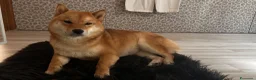 Shiba Inu cani in vendita: Meravigliosi cuccioli di Shiba Inu - Annuncio 6