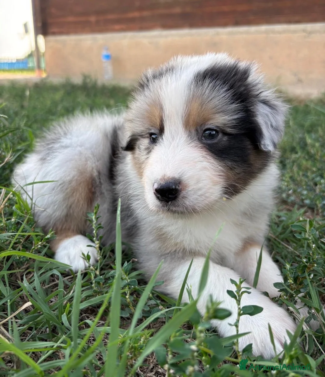 Australian Shepherd cani in vendita: Pastore australiano cuccioli  - Annuncio 2
