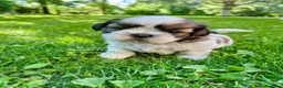 Shih Tzu cani in vendita: SHIH-TZU CUCCIOLI - Annuncio 2