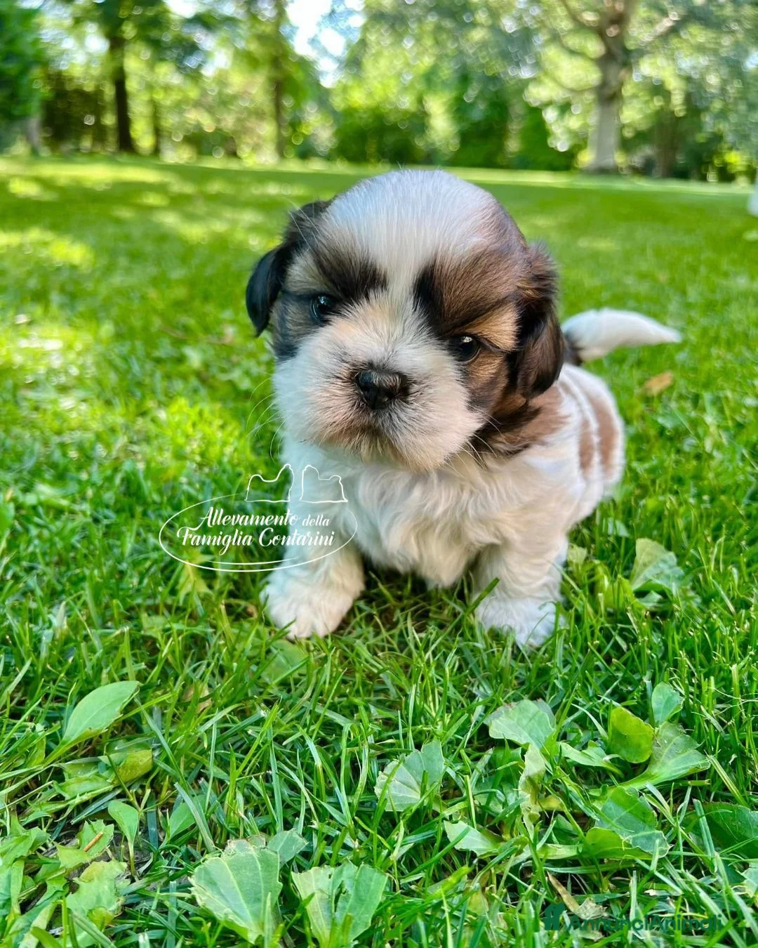 Shih Tzu cani in vendita: SHIH-TZU CUCCIOLI - Annuncio 2