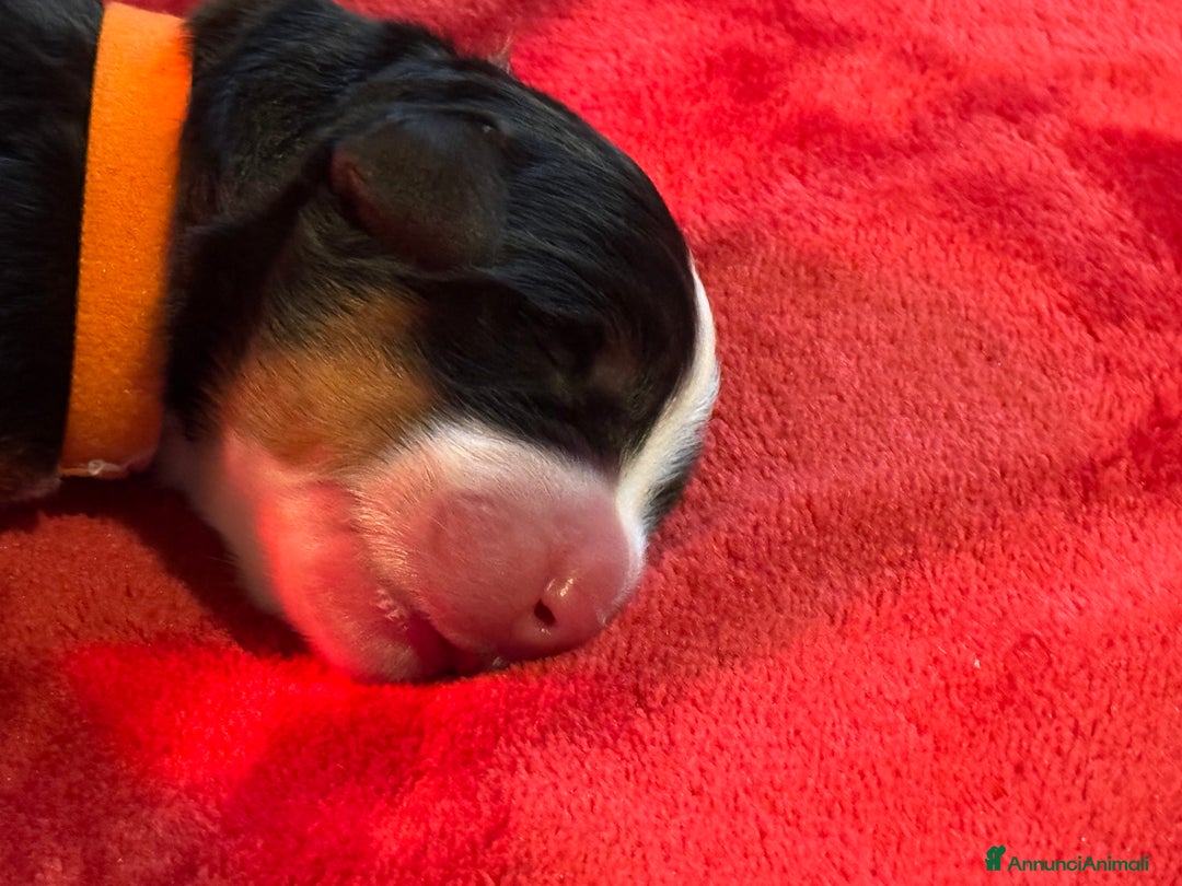 Bovaro del Bernese cani in vendita: Disponibili Cuccioli Bovaro Del Bernese - Annuncio 12