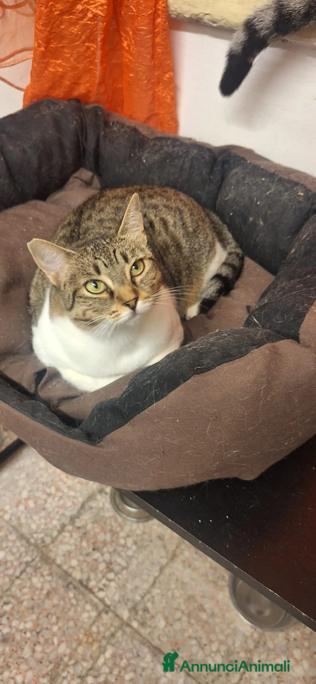 Europeo gatti in regalo: Adotta Luz, dona coccole a profusione - Annuncio 7