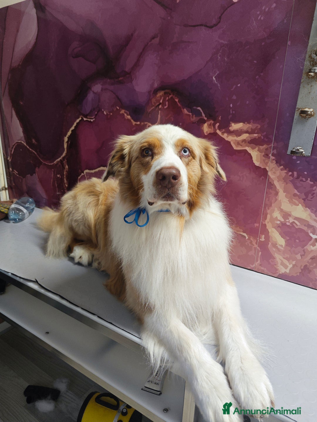 Australian Shepherd cani per accoppiamento: KODA CERCA FEMMINA PER MONTA - Annuncio 3