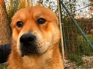 Meticcio cani Adotta Aki - Annuncio 27