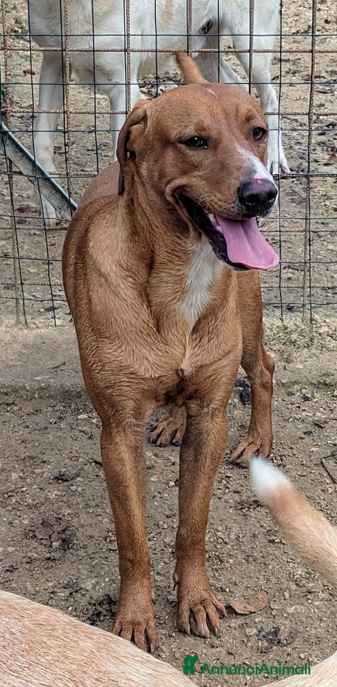 Meticcio cani in regalo: ADOTTA IL TENERO CORFU' - Annuncio 6