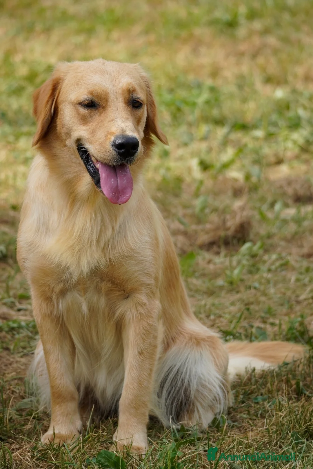 Golden Retriever cani in vendita: Cuccioli disponibili Golden Retriever allevamento  a Provincia di Lecco - Annuncio 8