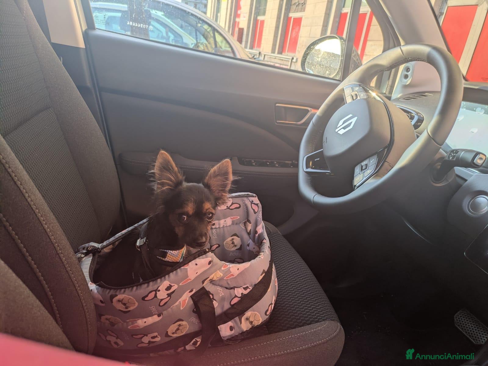 Meticcio cani In regalo Lapo, 8 mesi, taglia piccolissima - Annuncio 1