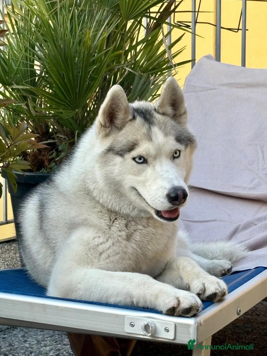Husky cani per accoppiamento: Argo Siberian Husky X accoppiamento - Annuncio 2