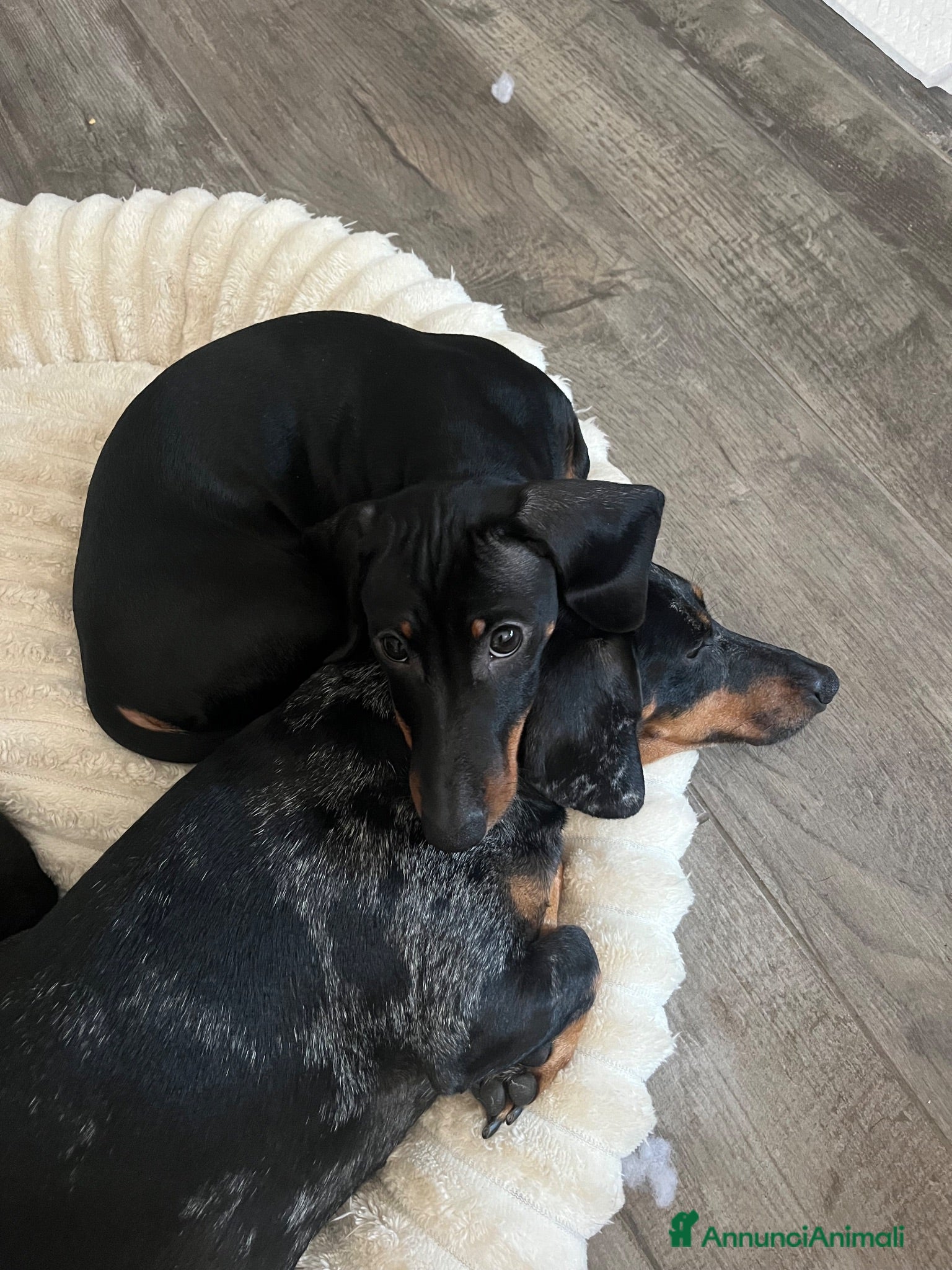 Bassotto cani Bellissimo cucciolo di bassotto - Annuncio 7
