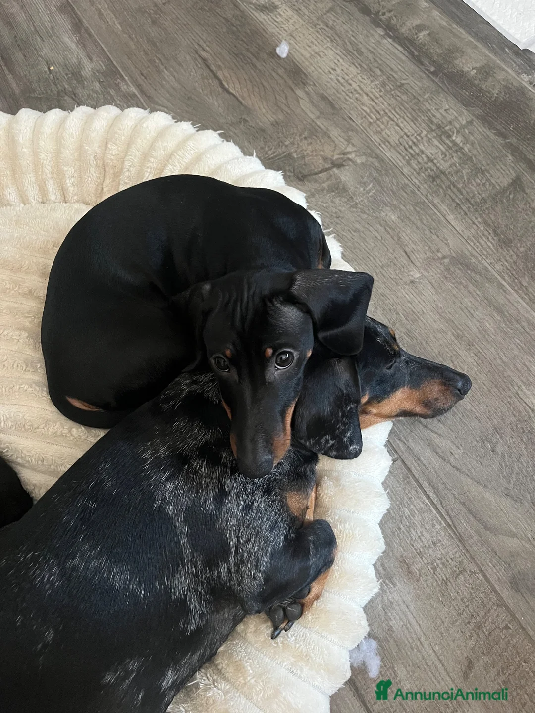 Bassotto cani in vendita: Bellissimo cucciolo di bassotto - Annuncio 1