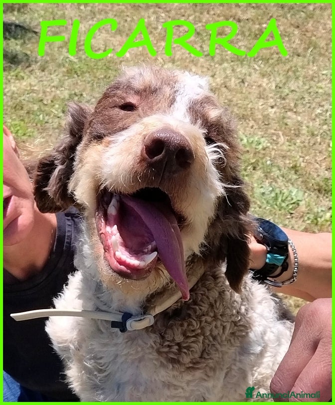 Lagotto cani FICARRA, SIMIL LAGOTTINO 2 ANNI, ABBANDONATO LEGAT a Città metropolitana di Milano - Annuncio 1