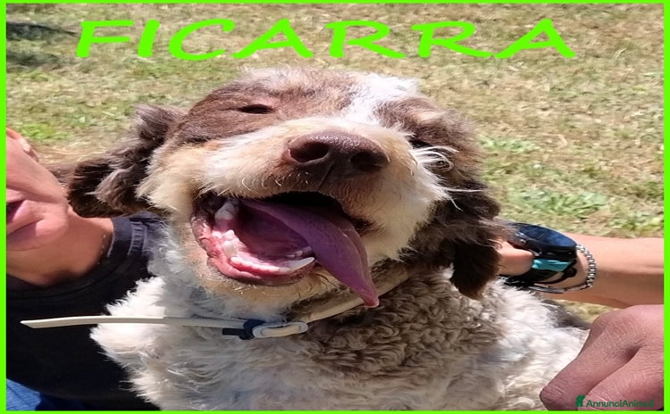 Lagotto cani a Città metropolitana di Milano - Annuncio 5