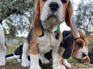 Beagle cani Cuccioli di beagle - Annuncio 6