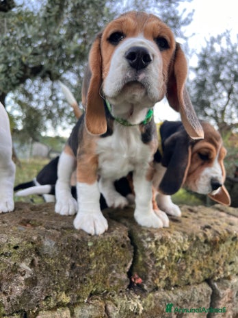 Beagle cani - Annuncio 1