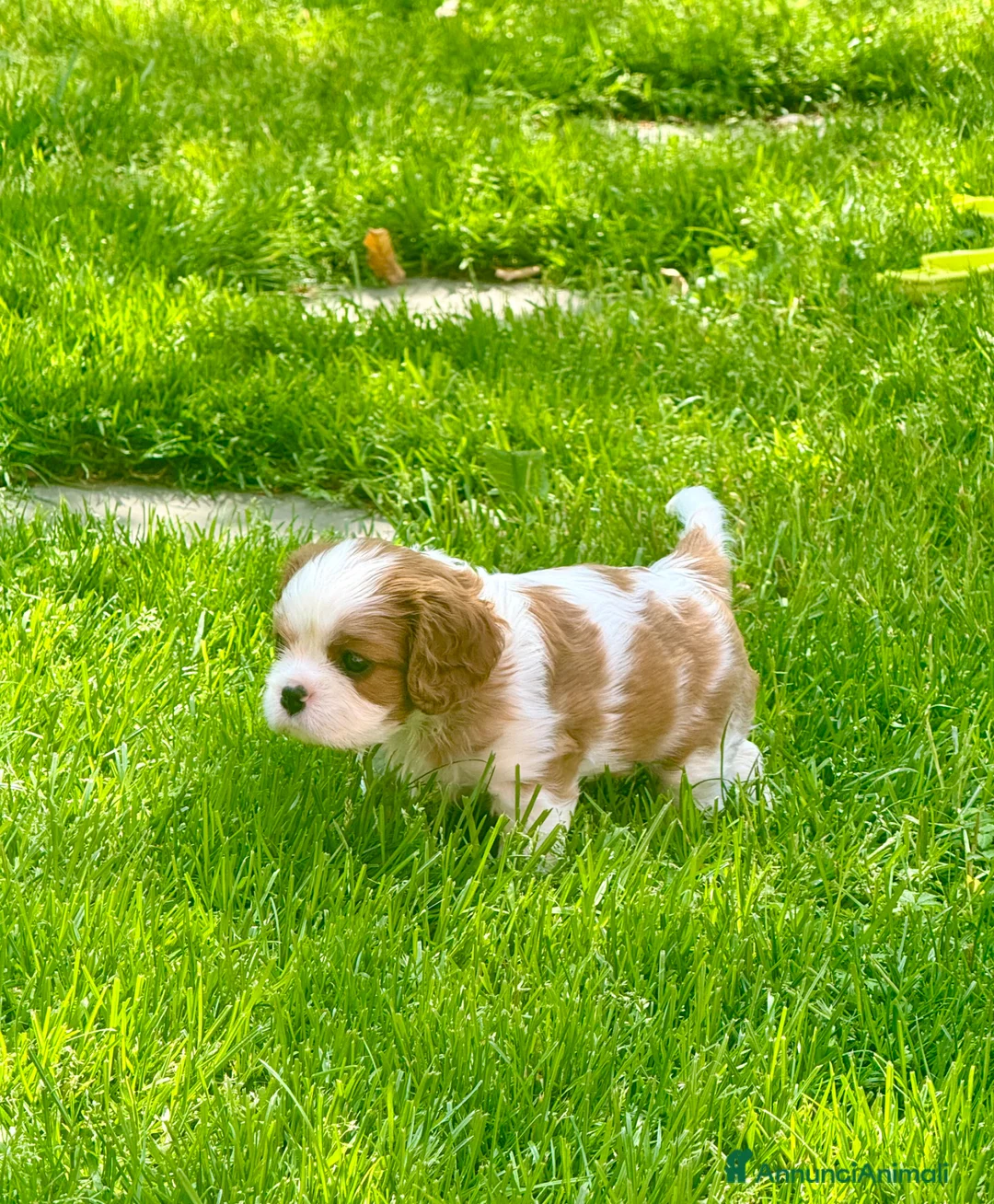 Cavalier King cani in vendita: Cuccioli di Cavalier King con Pedigree  - Annuncio 1