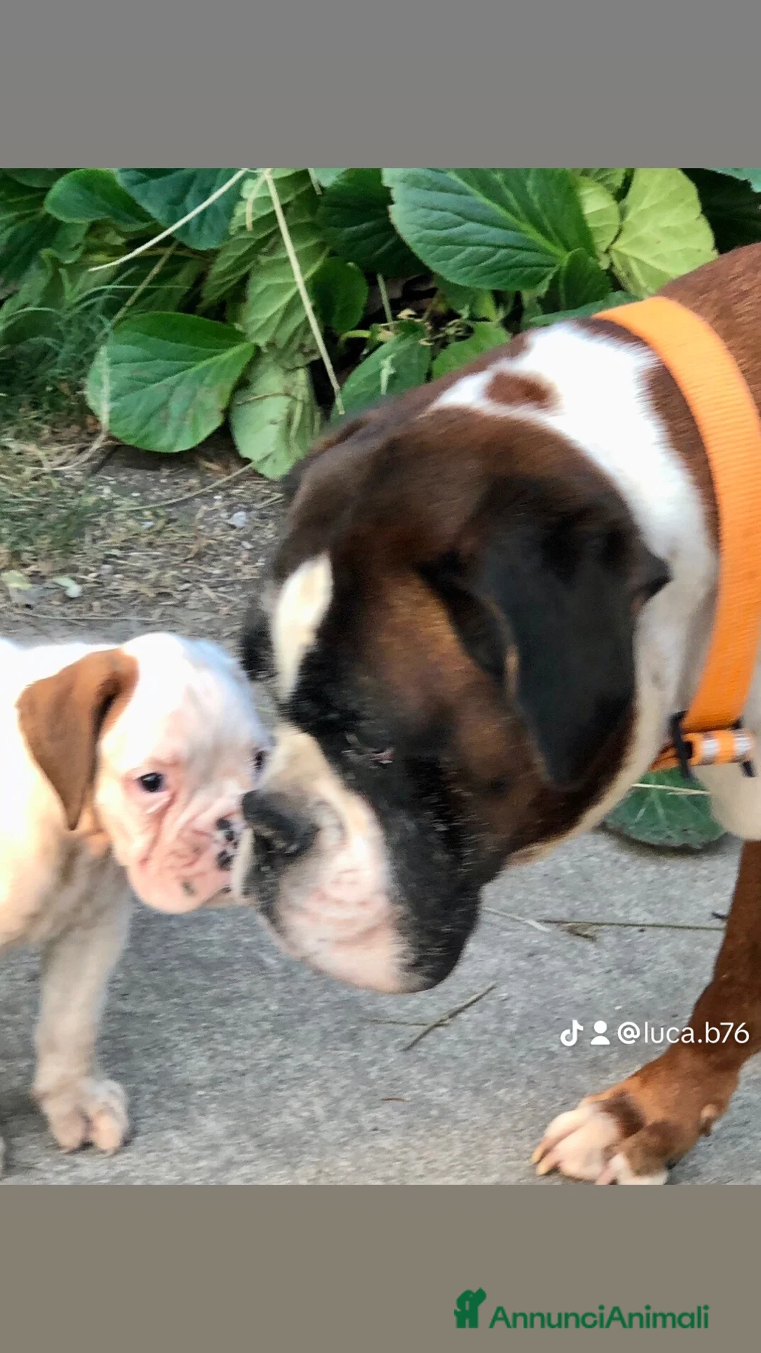 Immagine della galleria {{count}}