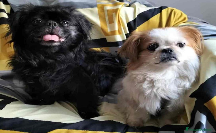 Pechinese cani a Città Metropolitana di Firenze - Annuncio 18