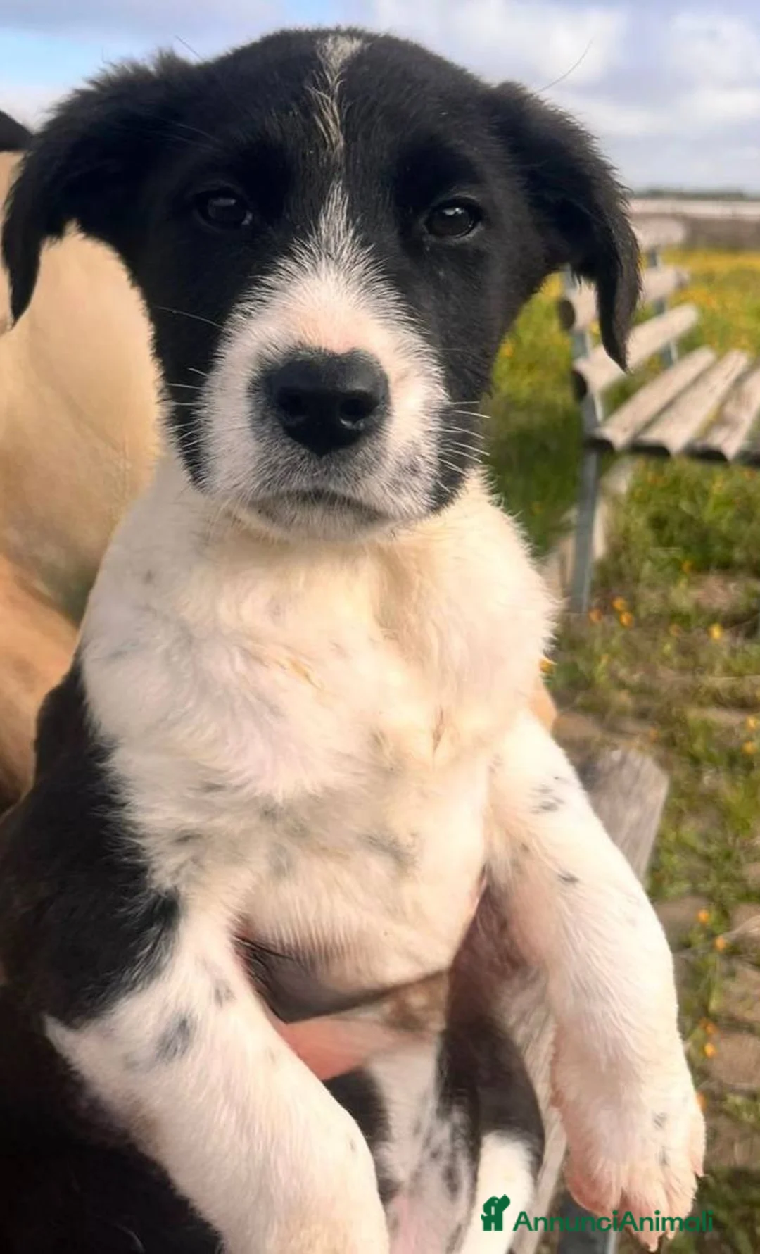 Meticcio cani in regalo: Cuccioli irresistibili in adozione - Annuncio 16