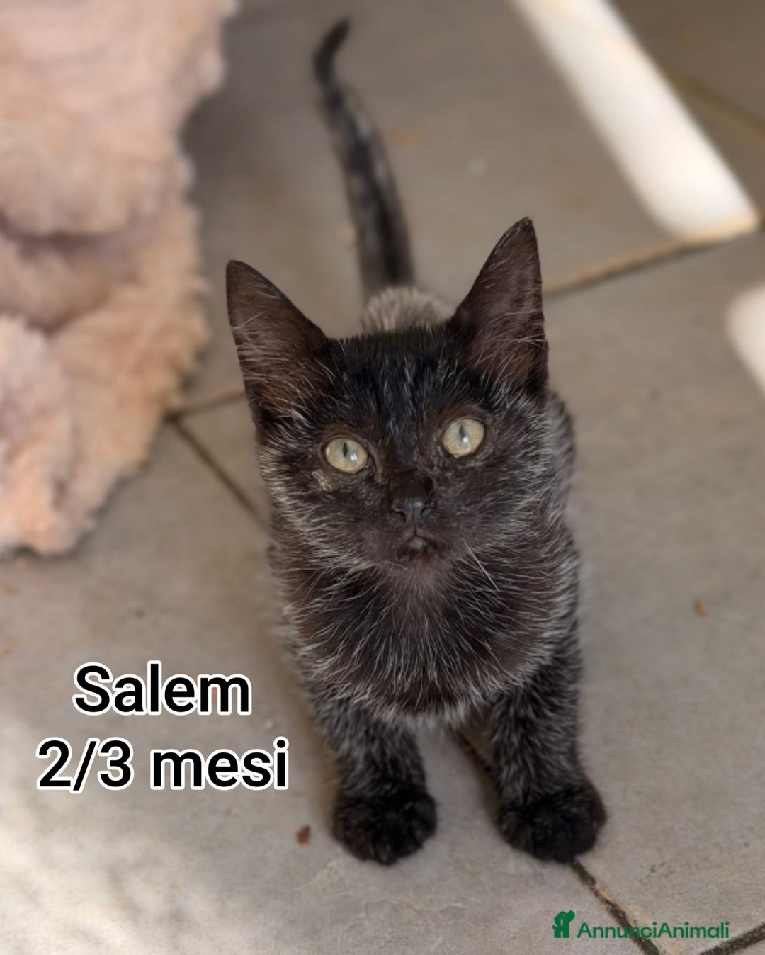 Europeo gatti in regalo: MICINI: SIAMO AL COLLASSO! - Annuncio 2