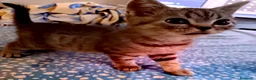 Scottish gatti in vendita: Splendori gattini schottisch Fold è brithish - Annuncio 3