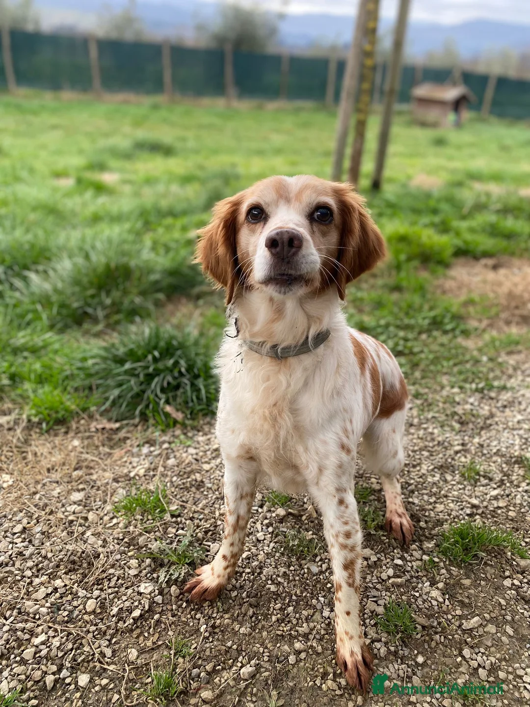 Meticcio cani in regalo: Dora cerca casa - Annuncio 6