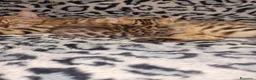 Bengala gatti in vendita: Gatto del bengala  - Annuncio 5