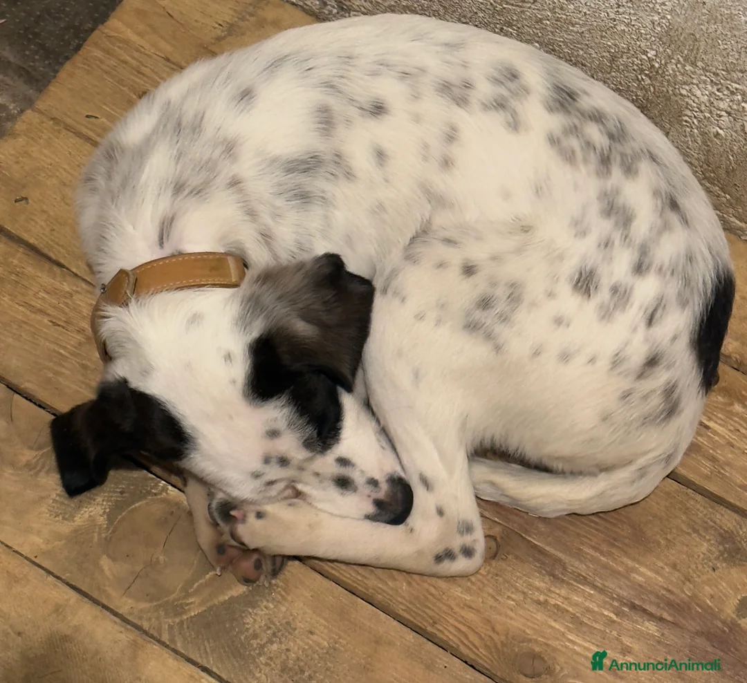 Meticcio cani in regalo: Regalo cucciolo di 4 mesi a Provincia di Varese - Annuncio 6