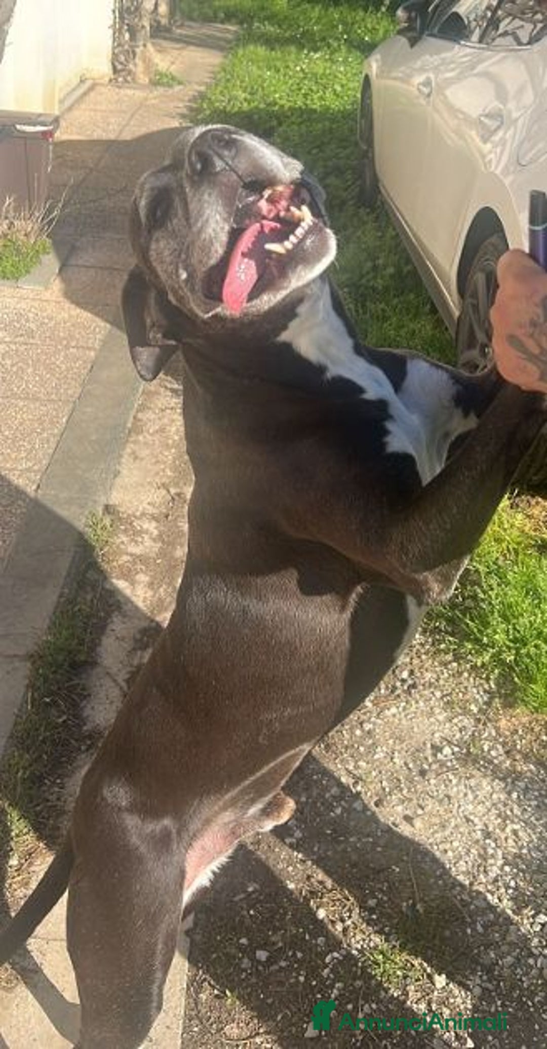 Meticcio cani in regalo: JAISON socievole con le persone! - Annuncio 2