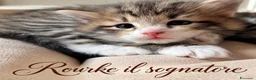 Siberiano gatti in vendita: SIBERIANO GATTINO IPOALLERGENICO  - Annuncio 4