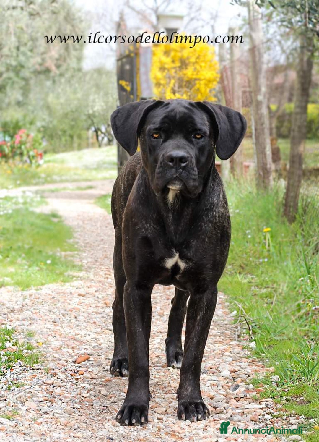 Immagine della galleria {{count}}